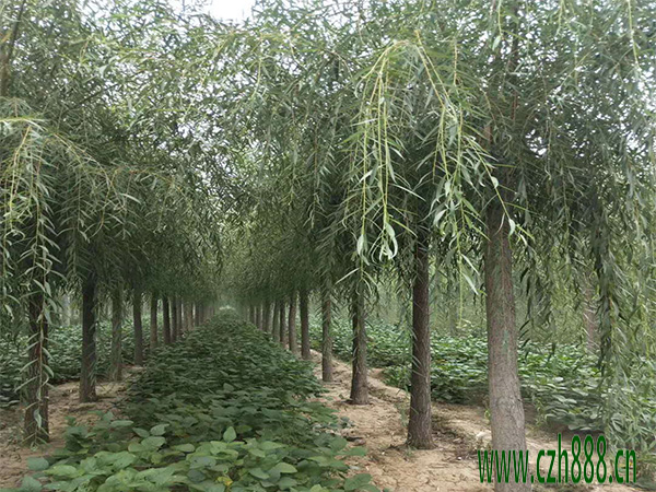柳樹(shù)毒蛾的防治方法 柳樹(shù)的病害防治
