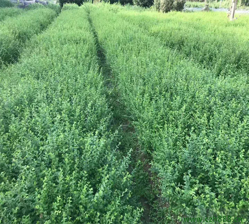 小葉女貞病蟲害的防治 小葉女貞有哪些病蟲害?